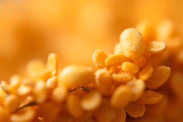 Grain sample undergoing feed microbiology testing to ensure livestock feed safety.