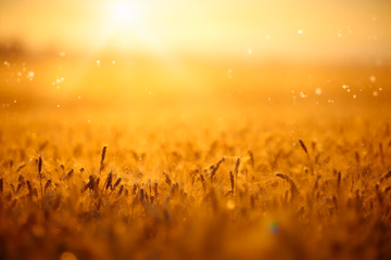 Golden wheat field representing grain fiber analysis for quality and compliance.