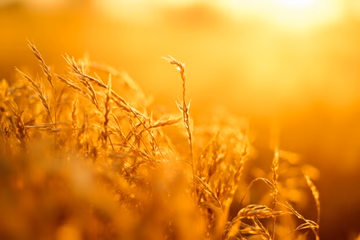 Close-up of golden wheat grains, representing grain analysis for quality control.