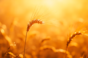 Golden wheat grains being tested for safety and quality assurance.