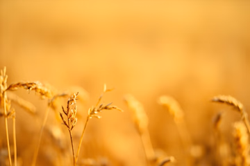 Golden wheat grains, representing grain fat analysis for quality control and value maximization.