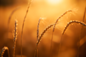 Golden wheat grains undergoing analysis to ensure quality and maximize yield.