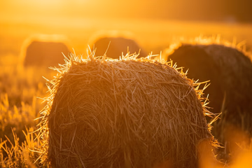 Golden hay bales in a field, representing feed carbohydrate analysis for animal nutrition.